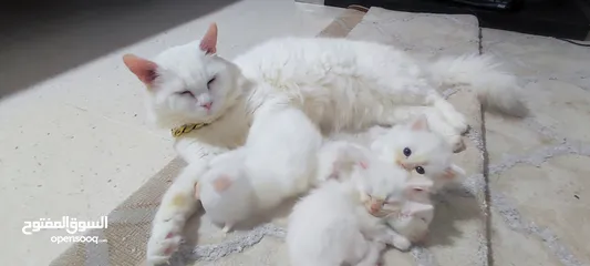  3 TURKISH ANGORA CAT