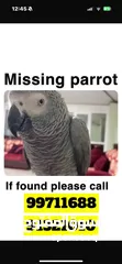  1 Parrot missing