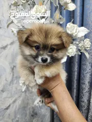  3 58 days, Mini Pomeranian male puppy