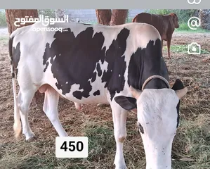  1 I want buy cow