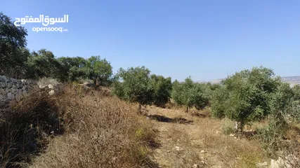  2 ارض للبيع بعملة الشيكل فى عصيرة الشمالية