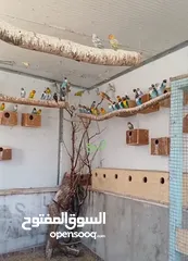  1 مزرعة توكي شغاله