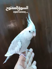  14 زوج كوكتيل وايت فيس