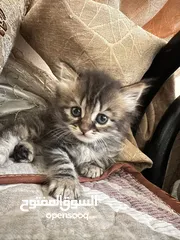  3 قطط موليد ام هيمالايا مجاناً للجادين فقط