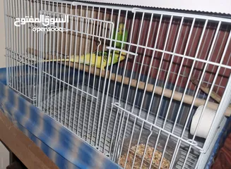  2 Budgie with everything