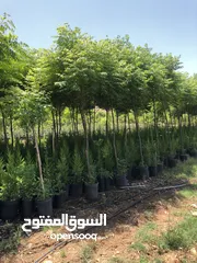  10 مشاتل الاندلس لانتاج وبيع جميع انواع الاشجار المثمره واشجار الزينه البلديه والمستوردة