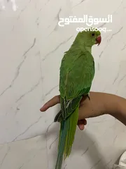  10 ببغاء الدره