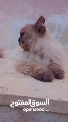  2 قطين هيملايا للبيع بسعب ممميز
