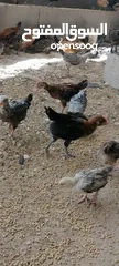  10 موجود صوص بلدي