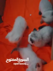  4 كتن للبيع مكس بلصلاه ع النبي جاهزات لبيتهم الجديد متعودات ع الدراي فود واللتر بوكس والبيع لغيرالتجار