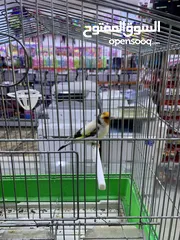  4 فحل حسون طفره مميز