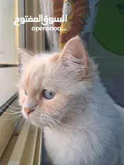  2 Cat for adoption