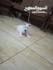  3 قط للبيع لعوب وحنون