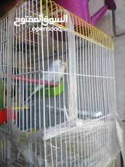  3 طيور حب نخب