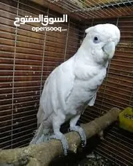  7 كوكاتو غوفن سوبر جامبو ررراقص أليف جدا تم تنزيل السعر لل370 وتمديد العرض  لاول ايام العيد تابع الوصف