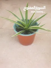  3 spider plant