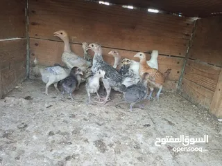  3 15 صوص الحبه على دينار ونص