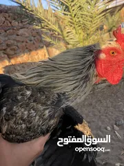  2 ديك للبيع اقرء الوصف