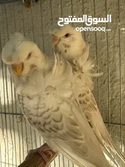  3 جوز هوقو رومو لاسوينج