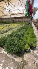  6 كافة أصناف اشجار الزينه
