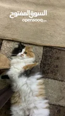  2 قطط للتبني