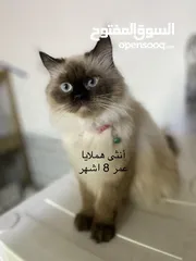  6 قطط منوعة للبيع