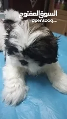  4 pure breed shih Tzu 1male 2female available 2moths old
