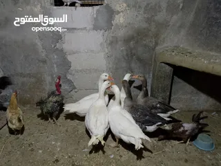  1 وز ابيض شغال للبيع