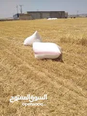  1 مطلوب تبن للبيع
