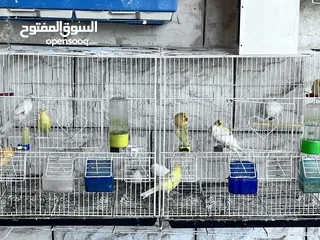  4 كناري مخليف (13) للبيع