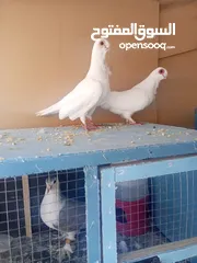  2 حمام جوز بولنديات
