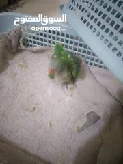  2 green parrot  active