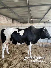  2 بيع حلال درجة أولى