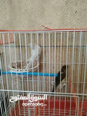  2 كناري جوز الذكر مقنبر زيتي مزبن الطيرة اغات سكني جاهزة فول لافا العش حبة طويلة منتجات