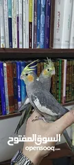  5 جوز حبشي شغال