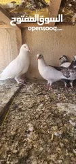  7 زوج حمام مالطي مع فراخه