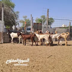  3 سبع معز وتيس فحل للبيع اقرأ قبل التواصل