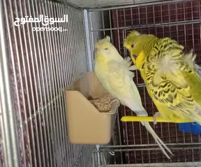  3 جواز حب مشكله