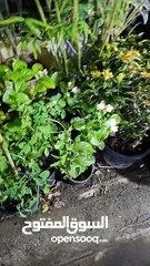  2 jasmine live plant for sale with flowers