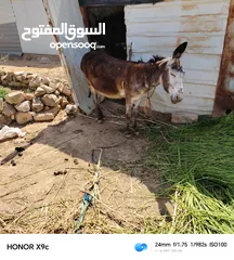  3 حماره عمر 4سنوات عشار للبيع ساغ سلم المفرق