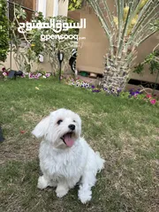  1 Maltese dog, كلب مالتيز