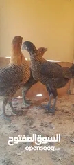  1 فراخ بلدي للبيع