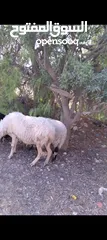  3 نعجه قبرصيه