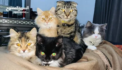  10 سكوتش فولد وقطط شانشيلا