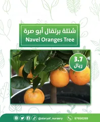  18 شتلات وأشجار البرتقال والحمضيات من مشتل الأرياف  أسعار منافسة نارنگی /  میندر کا درخت orange tree