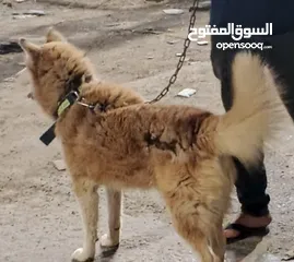  1 هاسكي للبيع