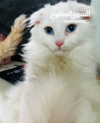  4 عرض بيع قطط متنوعة