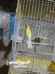  1 طيور كنار.