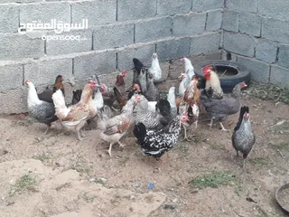  2 دجاج عربي عتاتيق ايدحي
