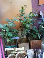  5 نباتات زينة